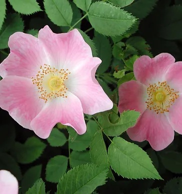 Dog Rose