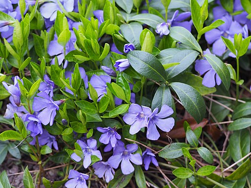 Lesser Periwinkle
