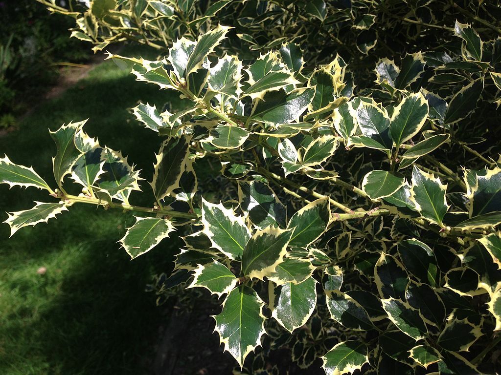 Variagated holly